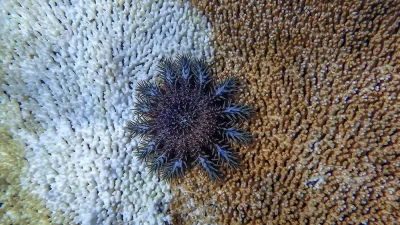 Bu Mark ‘Crowley’ Russell Scientists are responding to an emerging