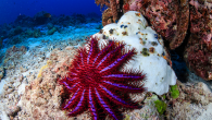 Armed with needles and acetic acid, scientists are addressing undersea overpopulation. By Sascha Zuger You might catch more flies with honey, but in you can definitely kill more Crown-of-Thorns Starfish with vinegar. The spiky, multiarmed creatures are native to the […]