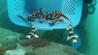 Reuters RAYONG PROVINCE, Thailand: In the Gulf of Thailand, fisheries researchers use a guideline to scuba dive to the ocean floor where they release baskets full of young bamboo sharks. The small, slow moving, bottom dwelling sharks with striped bodies […]