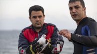 Mustafa ERCAN/MERSİN, (DHA)-MERSİN’de dalgıç itfaiyeciler, ayağına misina dolanan martıyı kurtardı. Martı için yardıma gelen ancak motoruna misina dolanan içinde 2 kişinin bulunduğu tekne de dalgıç itfaiyeciler tarafından kurtarıldı. Sahilde bir martının denizin yüzeyinde çırpındığını fark eden vatandaşlar, durumu Büyükşehir Belediyesi […]