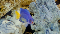 By Tiffany Duong Scientists have developed an automated system to accurately and affordably identify fish calls, which can be used to monitor reef health around the world. “The benefit to observing fish calls over a long period of time is […]