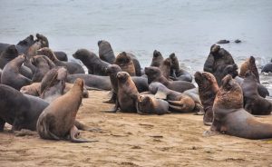 Arjantin’in Mal der Plata Limanı, COVID-19 pandemisinin başından beri deniz