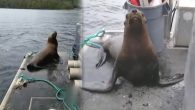 Kanada’da katil balinalardan kaçan deniz aslanı, bir tekneye sığındı. Teknedeki bir kadın ise hayvanı korkutarak deniz aslanının suya atlamasına sebep oldu. Saniye saniye kaydedilen olayda, kadının davranışı tepki çekti. Kanada’nın Vancouver kenti kıyıları teknesinde deniz aslanı ile karşılaşan kadın ne […]