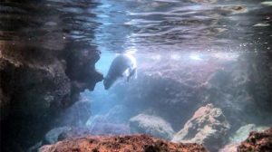 Antalya’da bir dalgıç, dalış yaparak balıkçıkların bıraktığı misinaları temizlerken nesli