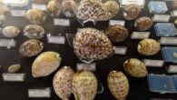 Malakoloji, omurgasızlar zoolojisinin yumuşakçalarla ilgilenen branşı olarak deniz bilimcilerinin ilgisini çekiyor. Dünyanın varoluşuyla ve evrimin günümüze kadar süren yolculuğuyla ilgili önemli bilgiler veren yumuşakçalar tür sayısı bakımından eklem bacaklılardan sonraki en büyük hayvan grubu. Salyangoz, sümüklüböcek, deniz tarağı, ahtapot, kalamar […]