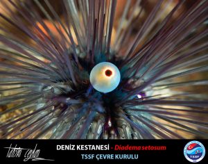 Uzun Dikenli Deniz Kestanesi Diadema setosum, indo-pasifik kökenli bir türdür.