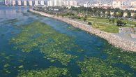İzmir Körfezinde sudaki kirliliğe bağlı azot ve fosfor miktarının artmasıyla aşırı çoğalan deniz marulları, körfezin kuzey kıyısının yanı sıra güneyde de çok sayıda kuşa ev sahipliği yapan lagünü yeşile bürüdü. Karşıyaka ilçesindeki Bostanlı sahilinde kıyıya yakın noktalar, “deniz marulu” adı […]
