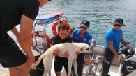 Antalya’da yaklaşık 30 metrelik falezlerin dip noktasında ki kayalık alanda mahsur kalan sokak köpeği deniz polisi tarafından kurtarıldı. Antalya’da yaklaşık 30 metrelik falezlerin dip noktasında ki kayalık alanda mahsur kalan sokak köpeği deniz polisi tarafından kurtarıldı. Olay, Antalya’nın Muratpaşa ilçesi […]