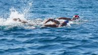 Gençlik ve Spor Bakanlığı, Balıkesir Valiliği, Balıkesir Büyükşehir Belediyesi, Ayvalık Belediyesi ve Türkiye Yüzme Federasyonu tarafından ortaklaşa düzenlenen Ayvalık/Balıkesir Açık Su Yüzme Şampiyonası yapıldı. Türkiye’nin dört bir yanından 550 sporcunun katılımıyla Ayvalık’ın dünyaca ünlü Sarımsaklı Plajlarında düzenlenen şampiyonada; 2 bin […]