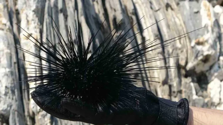 İstilacı tür yok olmaya başladı Geçmiş yıllarda 18 metrekarelik bir birim alanda yapılan ilk dalışta