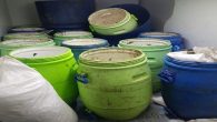 Balıkesir’in Erdek ilçesinde jandarma ekipleri avlanması yasak olan 11 bidon içinde 300 kg. kaçak deniz patlıcanı yakaladı. Balıkesir İl Jandarma Komutanlığı unsurlarınca deniz ürünlerinin yasadışı yollarla avlanmasını önlemek maksadıyla icra edilen önleyici kolluk devriyesi esnasında; Erdek ilçesi Narlı mahallesinde sürücülüğünü […]