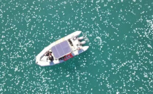İsrail’in Hayfa kenti açıklarında denizanası sürüsü görülürken kıyıya yakın bölgeler