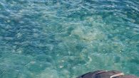 Marmara Denizi’nin Tekirdağ kıyılarında denizanası istilası yaşandı. Uzmanlar vatandaşlara denizanalarına kesinlikle dokunmamaları uyarısında bulundu. Marmara Denizi’nin Tekirdağ açıklarında denizanası istilası yaşandı. Zaman zaman Marmara Denizi’nin çevresindeki illerin açıklarında kendini gösteren denizanaları, bu kez Süleymanpaşa ilçesi açıklarında kendini gösterdi. Deniz yüzeyini […]