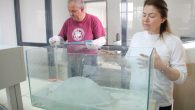 Prof. Dr. Jale Korun ve ekibi son aylarda Antalya kıyılarında sıkça görülen göçmen denizanasını bulunduğu ortamdan alıp canlı olarak laboratuvar ortamında inceledi. Denizanalarını tral, istavrit, kupez gibi bazı balıkların yavruları sığınak olarak kullandığı görüldü. 1970’lerde Süveyş kanalı aracılığı ile Akdeniz’e […]