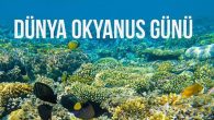 Bu gönderiyi Instagram'da gör Derinlere Saygı Dalışı (@derinleresaygidalisi)'in paylaştığı bir gönderi