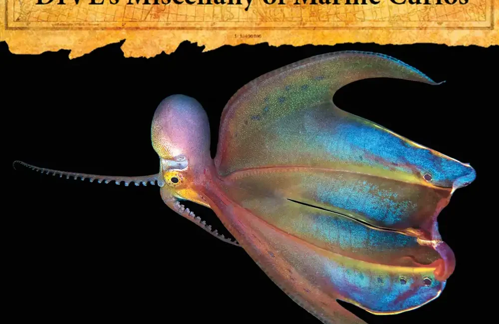 Drifting through tropical open ocean, the blanket octopus is famed