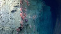 BY MARK PRICE A NOAA expedition is underway to explore unmapped areas of seafloor off the East Coast, including the first known visit to a puzzling deep sea anomaly known as the Caryn Seamount. The “underwater plateau” rises roughly 6,500 […]