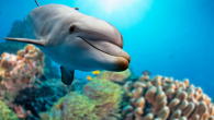 Dolphins waking from a nap immediately perform their coral-rubbing rituals. By Tiffany Duong Imagine you’re diving in the Red Sea, off the Egyptian coast, and you observe a pod of Indo-Pacific bottlenose dolphins playing on a coral reef. They organize, […]
