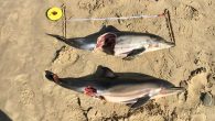Two baby dolphins that washed up at Cefani Beach on Wednesday Kevin Cole The carcasses of two baby dolphins that washed up at Cefani Beach on the Wild Coast near East London this week, will be sent to Bayworld in […]