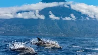 The Azores islands are rich in biodiversity (Photo: Shutterstock) By Mark ‘Crowley’ Russell The Azores has passed legislation designating 30 per cent of the waters surrounding the autonomous Portuguese archipelago a Marine Protected Area (MPA). At 287,000 square kilometres in […]