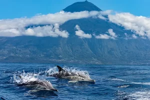 The Azores islands are rich in biodiversity (Photo: Shutterstock) By