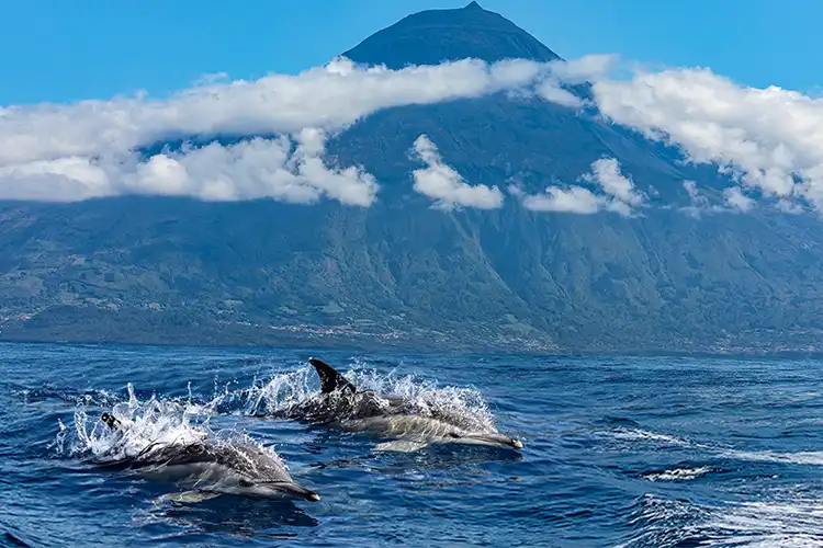 The Azores islands are rich in biodiversity (Photo: Shutterstock) By