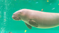 It’s been nearly 15 years since there was a verified sighting of the marine mammal in the country. By Tiffany Duong The dugong, affectionately known as “sea cows,” has been declared functionally extinct in China in the wake of an […]