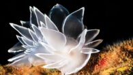 Nailing this lighting is critical for macro photos. By Brent Durand Light and shadow are two fundamental elements of photography. They guide the viewer’s eye through the scene, create contrast and provide depth that makes the image feel less two-dimensional. […]