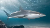 By Mark ‘Crowley’ Russell The partial remains of a man mauled to death by sharks off the coast of Hadera, on Israel’s Mediterranean coast, have been found, according to local reports. The man, a father of four believed to be […]
