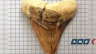 To cap off Philippine Environment Month in June as well as a campaign to #CelebrateTheSea, the National Museum Bohol presented a megalodon fossil tooth that was discovered recently in the municipality of Maribojoc. This is the second time a megalodon […]