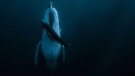 By Dominic Cansdale It’s a species pushed to the brink of extinction by commercial whaling, but almost 60 years later, more than 40,000 humpback whales migrate through Australian waters. Optimistic estimates suggest about 1,500 humpbacks were left in 1962, with […]