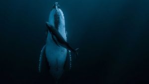 By Dominic Cansdale It’s a species pushed to the brink