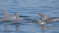 Scientists are hoping to identify which dolphins are being exposed to the highest concentrations of wastewater and how it is affecting them. SARASOTA, Fla. — While engineers were able to shut off the flow of wastewater from the Piney Point […]