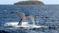 According to our Tonga correspondent, there are calls to lift the ban so Tongans, struggling through the pandemic, could enjoy healthy whale meat, instead of eating fatty imports. Kaniva Pacific reports that after a whale stranding in Ha’apai, where people […]