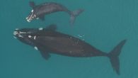 By Jack Crossland Scientists are asking for the public’s help in tracking Tohorā or southern right whales as they return to New Zealand waters. After being hunted to the brink of extinction by the early 20th Century, their numbers are […]