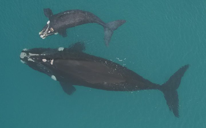 By Jack Crossland Scientists are asking for the public’s help