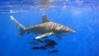 By Bernadette Carreon Fishing nations must adopt a suite of new measures to reduce oceanic whitetip shark deaths according to the PEW Charitable trust – one of a host of organisations and nations attending the most important fishing talks of […]
