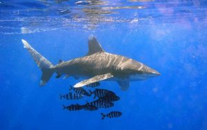 By Bernadette Carreon Fishing nations must adopt a suite of
