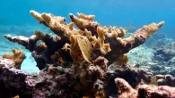Elkhorn coral in the Caribbean is Critically Endangered (Photo: MSC Foundation) A new IUCN Red List report published at the COP29 climate conference in Baku, Azerbaijan, has found that forty-four per cent of reef-building coral species are at risk of […]