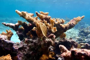 Elkhorn coral in the Caribbean is Critically Endangered (Photo: MSC