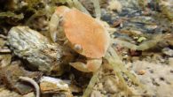 Prolonged exposure to noise from ships can weaken the camouflaging powers of crabs and make them vulnerable to predators, scientists have said. Researchers believe stress caused by the man-made undersea sounds can alter the survival behaviour of the creatures, which […]