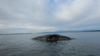 Another gray whale has died off the Washington coast. The animal was confirmed dead after stranding in the tidal areas of north Port Susan, east of Camano Island. A spokesman from NOAA Fisheries says the adult male was found in […]