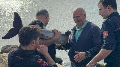 Samsun’un Bafra ilçesinde sahilde kayalıklara sıkışan yunus, polis memuru Erkan