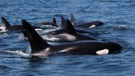 Deep beneath the ocean so-called ghost currents appear to defy the laws of physics. These currents bring nutrients closer to the surface, causing hotspots that team with life for no apparent reason, becoming seasonal homes to orcas (killer whales) and […]