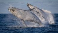 Whale researchers are calling for a ban on tours allowing people to swim with whales, saying the interactions are disturbing the marine mammals on their annual migration off Australia’s east coast. Swim-with-whales tours have been in operation in Queensland for […]