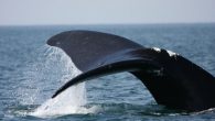 PORTLAND, Maine – Climate change is imperiling the world’s largest animals by increasing the likelihood of fatal collisions between whales and big ships that ply the same waters. Warming ocean temperatures are causing some species of whales in pursuit of […]