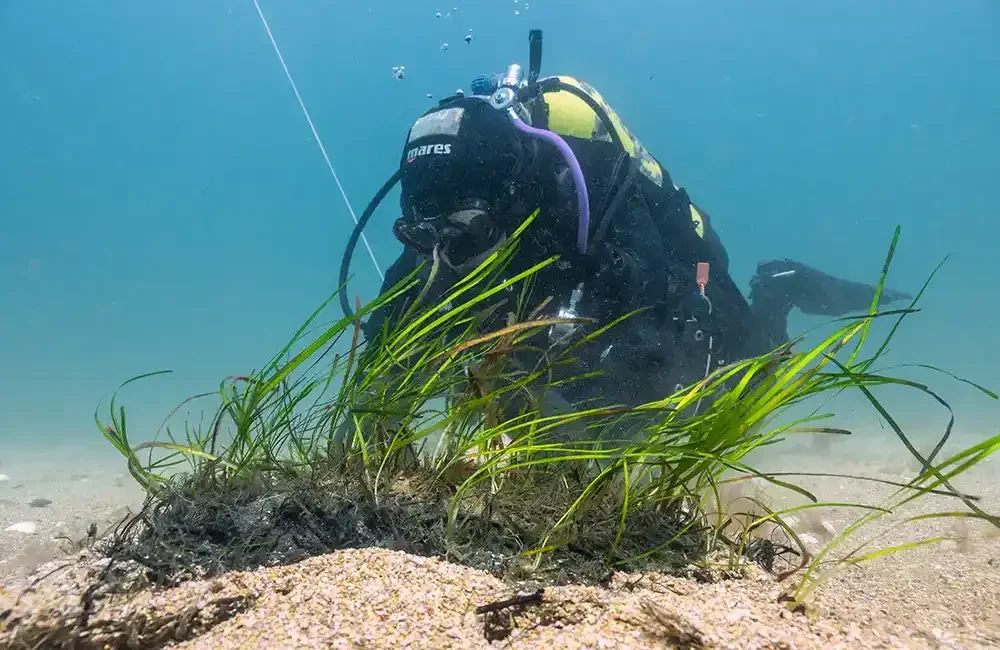 The largest seagrass restoration project ever undertaken in the UK