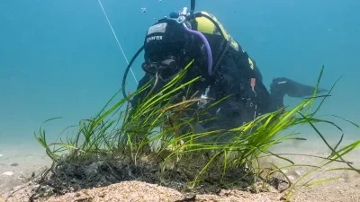 The largest seagrass restoration project ever undertaken in the UK