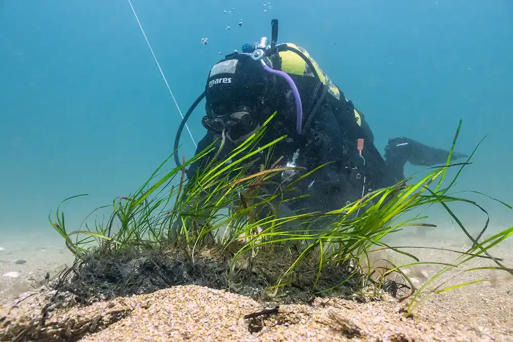 The largest seagrass restoration project ever undertaken in the UK