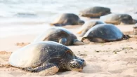 Female green turtles leave the water to nest on a Hawaii beach (Photo: Shutterstock) By DIVE Staff A new study has found that worldwide turtle populations are on the rebound thanks to the implementation of extensive conservation efforts to protect […]